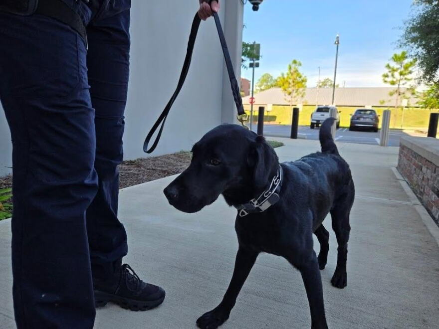 Maverick cannot stand still for long unless directed, constantly bouncing around and sniffing his environment.