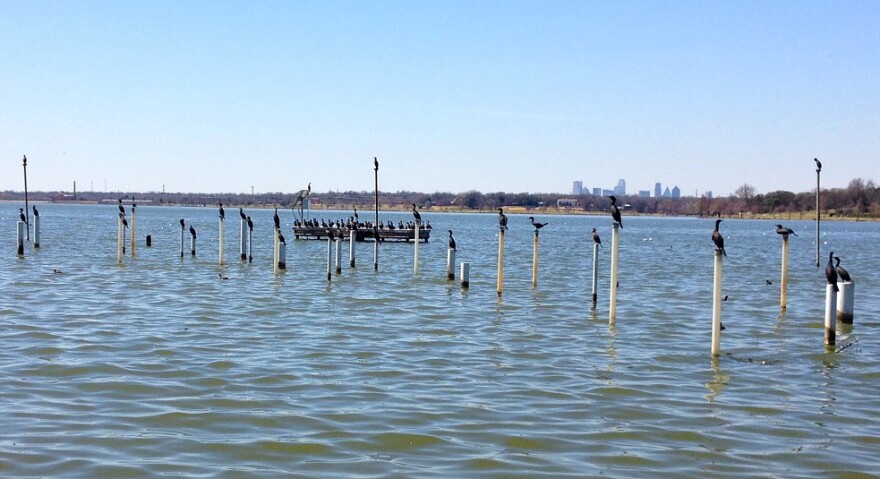 Should These Poles In White Rock Lake Be Torn Down Kera News