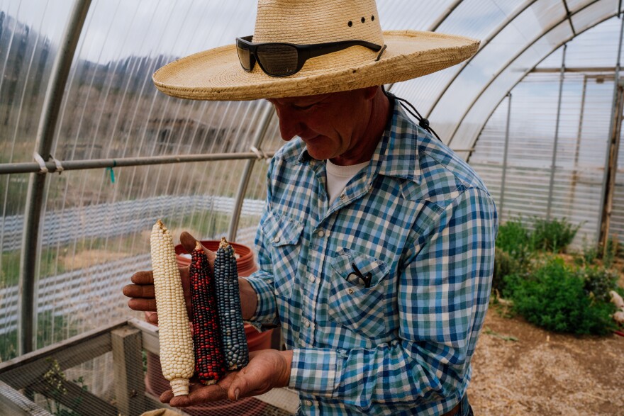 Dan Hobbs displays three varieties of corn at the Pueblo Seed farm in McElmo Canyon, Colorado in 2023.