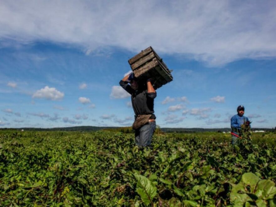 A couple of farm workers in a field of green.