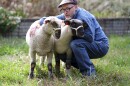 A man bends down to tend his two sheep