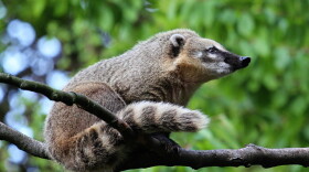Coatis have been observed eating fruit dropped by monkeys living in trees above them.