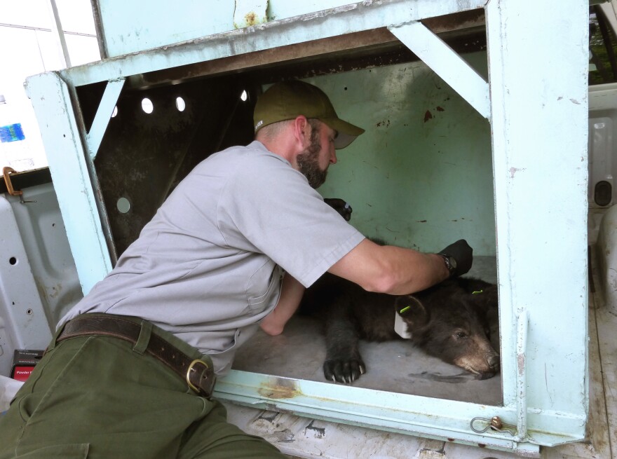 Ryan Williamson injects a female bear yearling with a drug concoction that will counteract the anesthetizing drugs it was given for processing. It will wake up only a few minutes later.