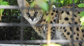 serval cat