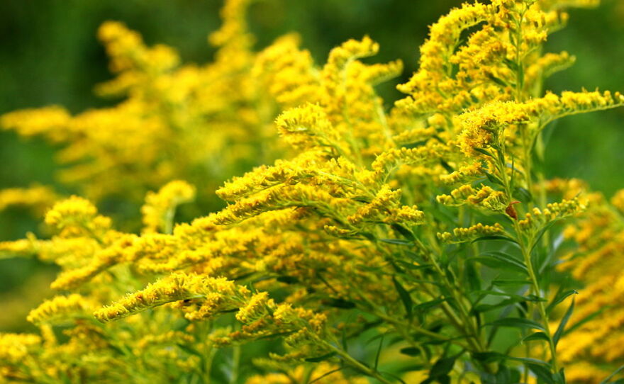 Goldenrod