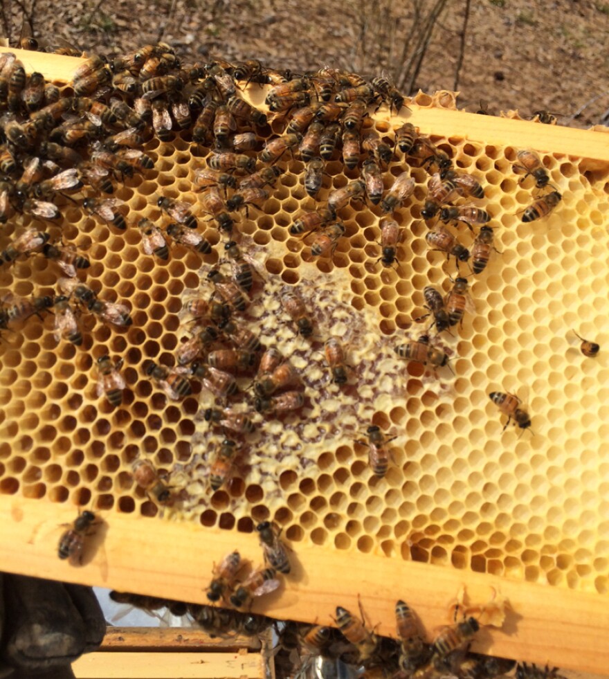 These bees have filled some of the beeswax cells with honey.