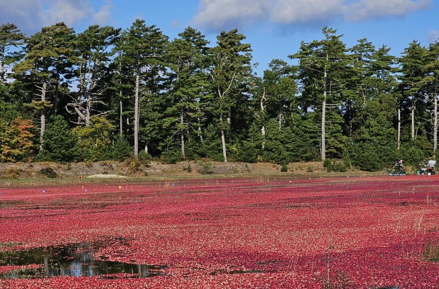 The harvest at the UMass Cranberry Research Station bogs in Wareham.