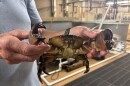 Professor Rom Lipcius holds a stone crab caught by a local waterman, now stored at the Virginia Institute of Marine Science. As seen Monday, Aug. 25, 2025.