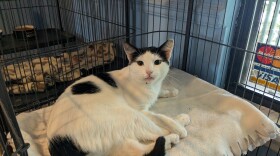 "Theo," a very friendly adult tuxedo cat, was welcoming visitors to the Humane Society's open house.