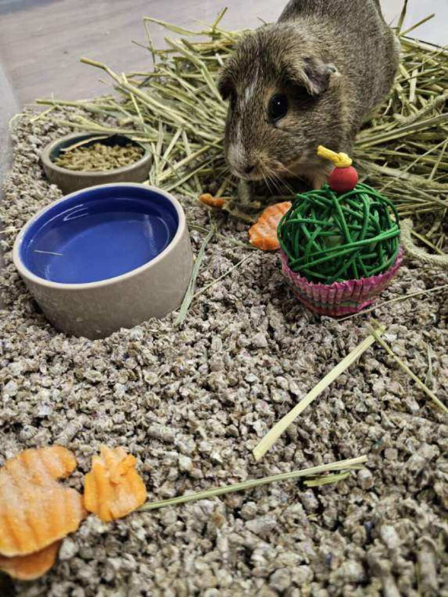 missing bunnies 2