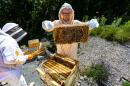 Ben Fretschl, an inmate at Pondville Correctional Center, pulls a frame from a honeybee hive in Norfolk. (Jesse Costa/WBUR)