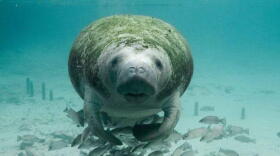 Wildlife officials are feeding lettuce to manatees to help prevent starvation.
