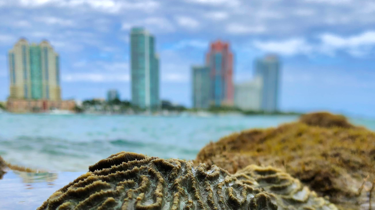 Miami's hearty urban coral could help ailing reef - Vimarsana News