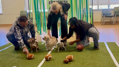 The dogs, Buck (left), Jodi (center) and Caddie (right) take center stage at the Puppybowl, representing Mohawk Hudson Humane Society.