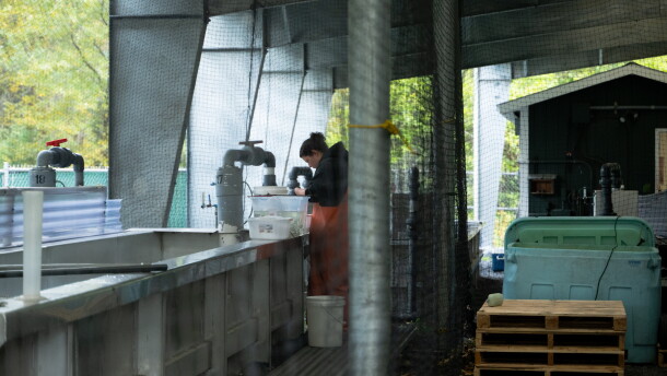 KRAA technician Morgan Belflower clips the adipose fins off of hatchery king salmon on Sept. 15. This process helps them distinguish the hatchery fish from wild fish when they return to freshwater.