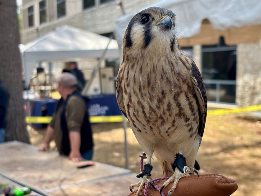 American kestrels are North America's smallest bird of prey.
