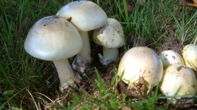 Death cap mushroom (Amanita phalloides) in grass. (Courtesy of Paul Kroeger/Beaty Biodiversity Museum)