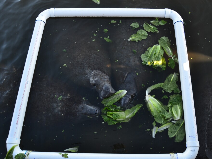 Wildlife agencies have resorted to providing supplemental lettuce for starving manatees, but experts say they need a lot more than that to thrive.