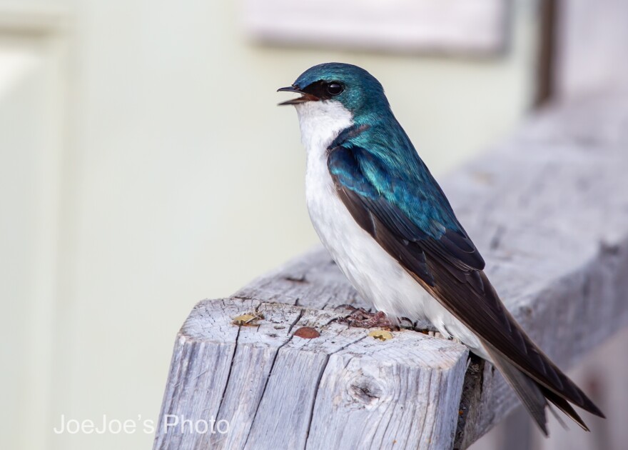 Tree swallow