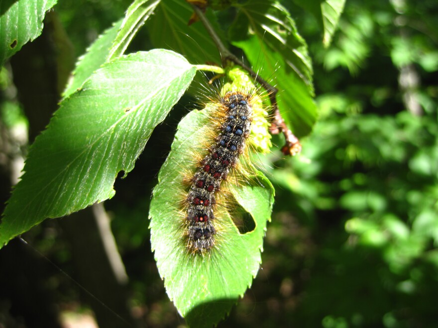 A gypsy moth caterpillar found on a leaf.