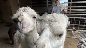 The Hedrick family supplies the petting zoo at the Kansas State Fair, the pigs at the fair's pig races and camels for Living Nativity scenes for churches around the nation.