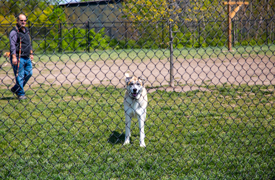 Dog and owner behind chain link fence at Scioto Audubon Metro Park