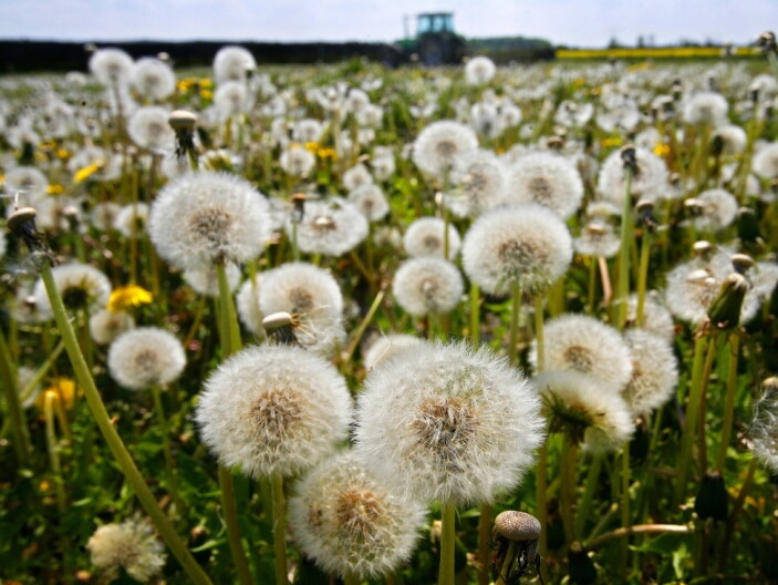 Nature writer Richard Mabey says dandelions — along with many other weeds — were inadvertently brought to America by European farmers.