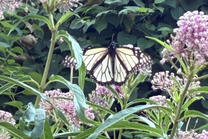 Rare White Monarch Butterfly Sighted in Bridgeton, Missouri