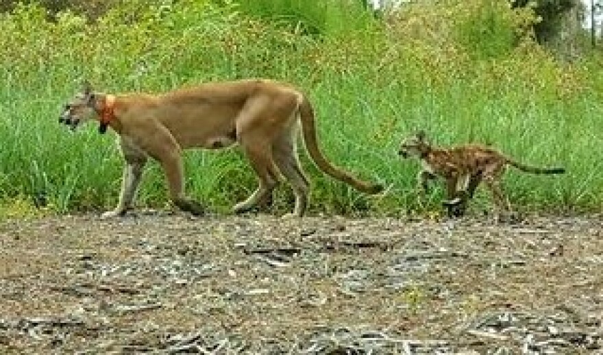 A Florida panther with her kitten following behind. Two residential developments out west in Lee and Collier counties are now stalled due to a federal judge's ruling