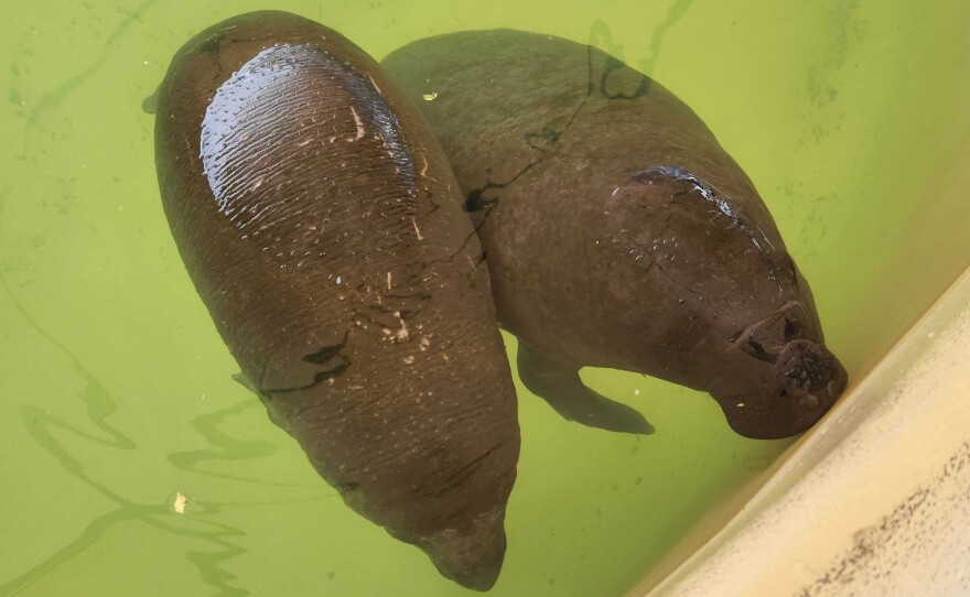 The SeaWorld Orlando Manatee Rescue Team saved their 1,000th manatee in March of 2025.