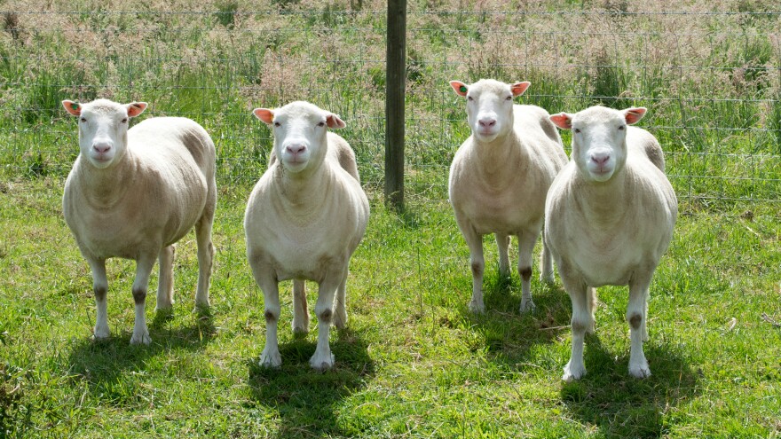 Four sheep cloned from the same genetic material as Dolly roam the paddocks in Nottingham, England.