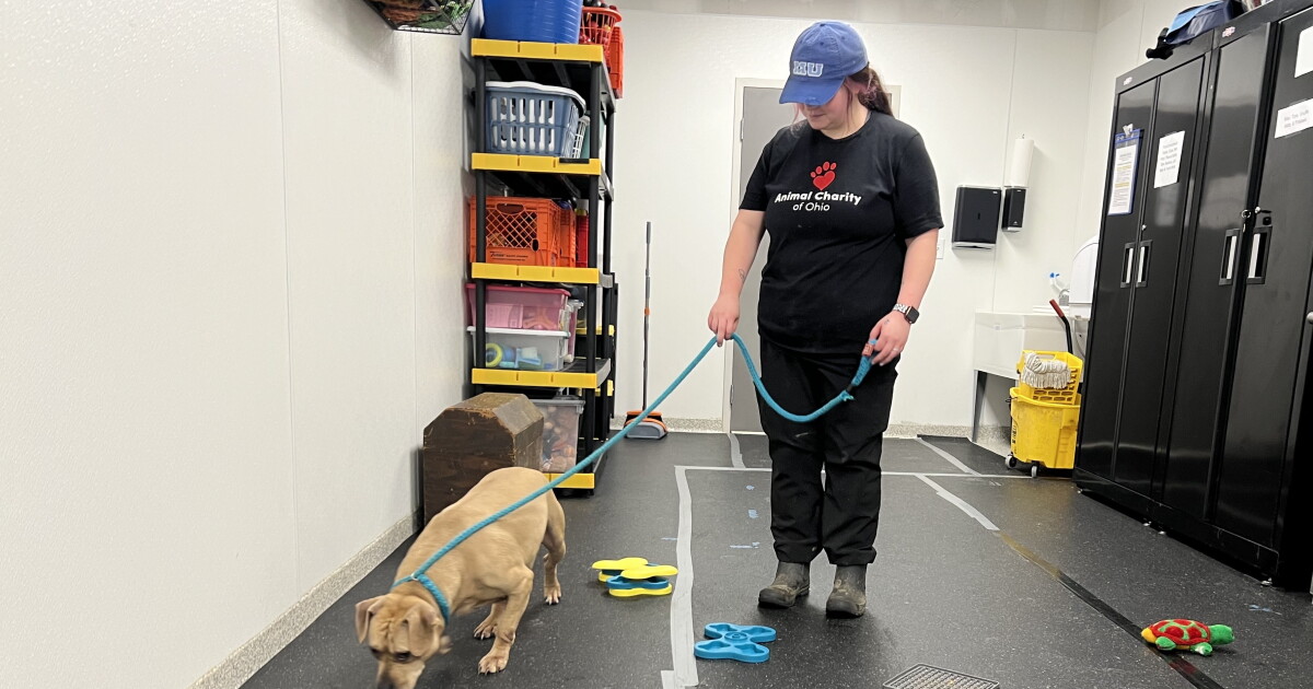 Photo: ideastream.org Volunteer Sam Smith brings a dog into the Animal Charity of Ohio's enrichment area. The humane organization has had to cease