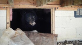 The North Carolina Wildlife Resources Commission advises people to follow proven BearWise® methods to discourage bears from choosing a location to den for the winter around a home or commercial property.