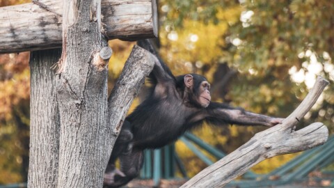 Chimpanzee child playing, swinging on tree trunks in zoo aviary with autumn trees blurred background