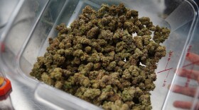 Dry marijuana buds are seen inside Buckeye Relief's cannabis cultivation and processing facility in Eastlake.