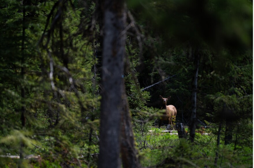 Elk in the Blue Mountains
