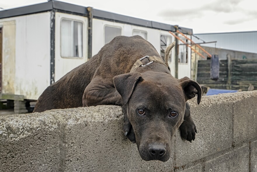 "Ducca-- Irish Traveller Dog"