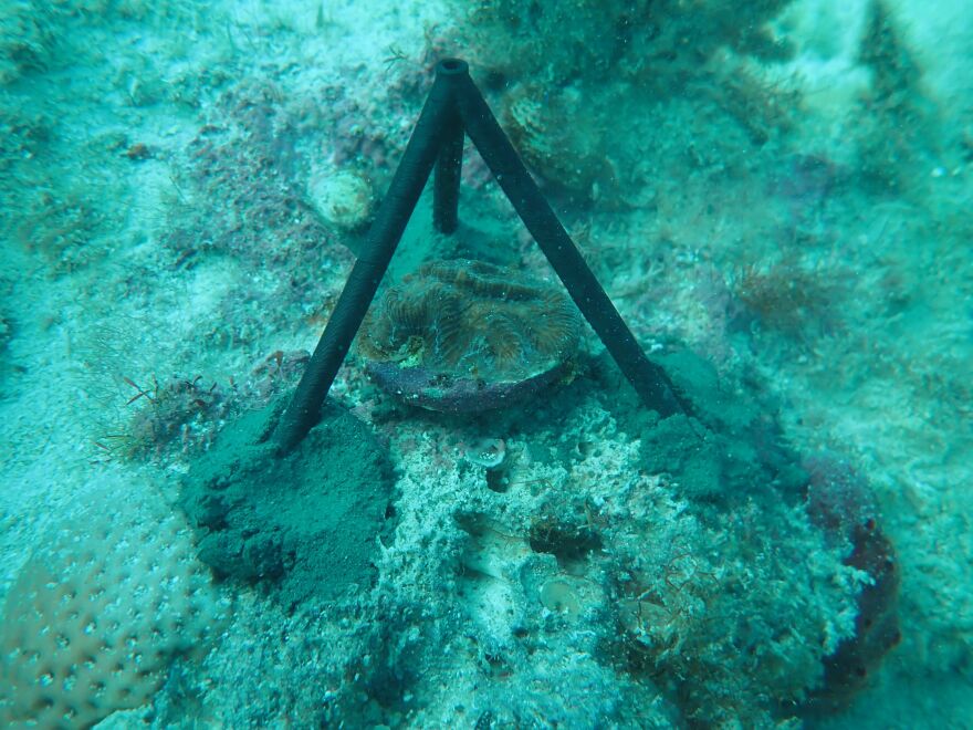 Can 3D-printed, biodegradable cages protect Florida coral? | WUSF