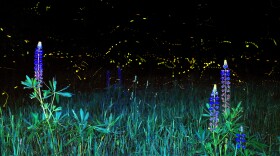 Fireflies at night in a field with lupine.