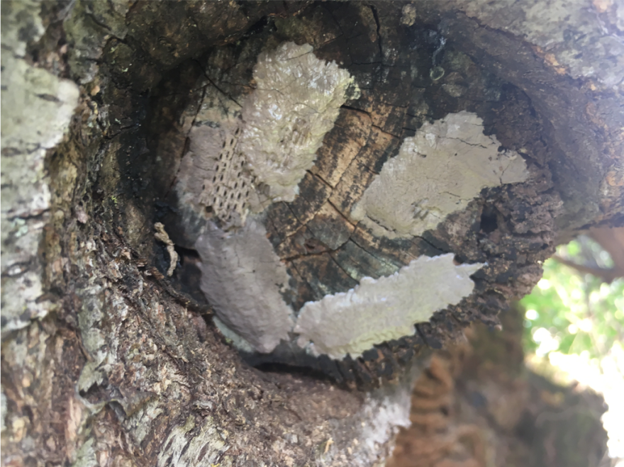 Several gooey grey blobs on a tree trunk