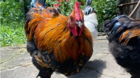 A brown and black chicken.