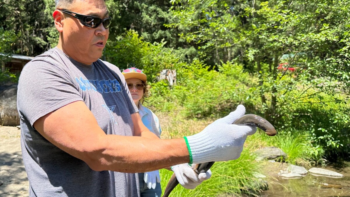 Oregon tribes and conservationists team up to help lamprey slither back to greatness