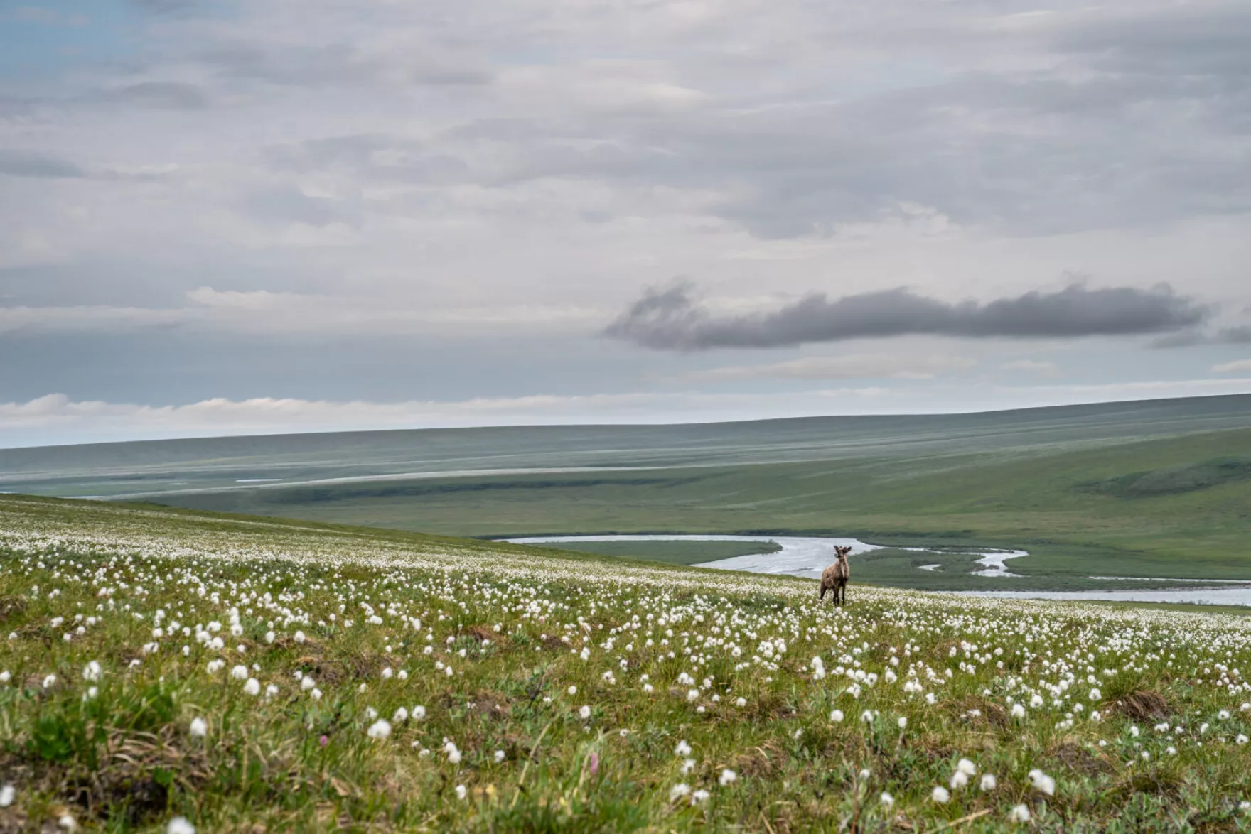 Under new agreement, federal government limits obstacles to oil leasing in Alaska's Arctic refuge