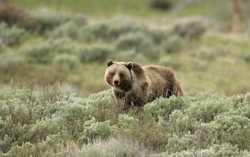 bear_in_yellowstone.jpg