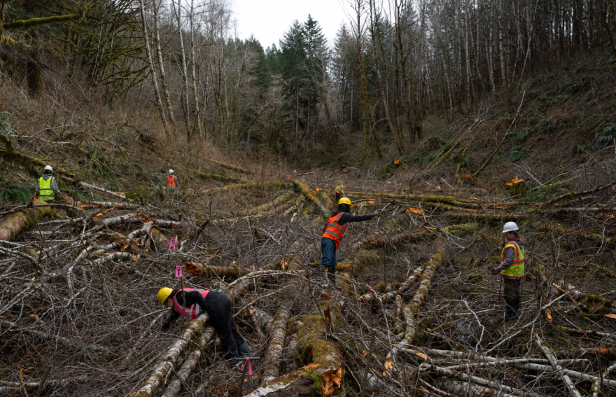 High school and college student volunteers navigate downed Alder trees as they plant willow saplings along a tributary to Shotpouch Creek in Lincoln County, Ore., on Feb. 28, 2026. The students are part of the Mary's River Watershed Council’s Youth Watershed Council, participating in a 15 year-long ecological restoration project.