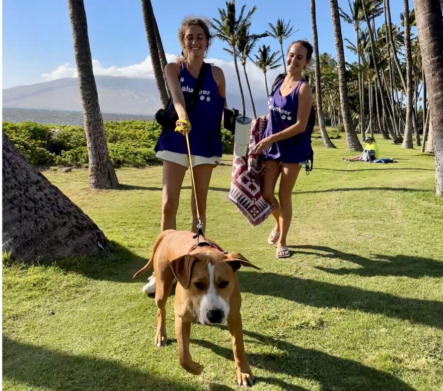 Ualani, a dog available for adoption at Maui Humane Society, gets out of the shelter with volunteers Makena Sullivan, left, and Ashley Martinez, right, as part of the Beach Buddies program.