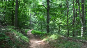 trail through the woods in the summer time