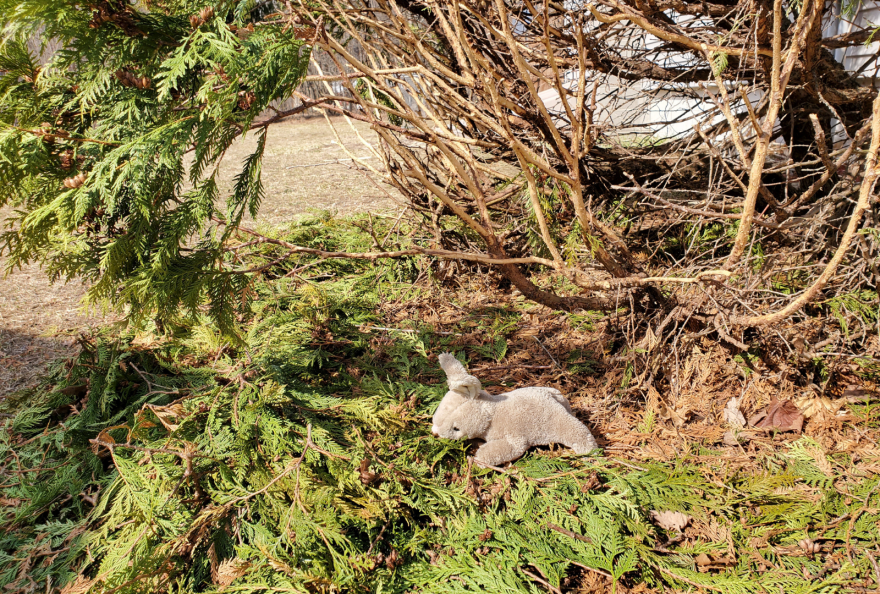 Behind a thick wall of snow, rabbits snipped branches from this white cedar creating an insulated chamber that provided both food and winter protection. Plush rabbit for scale. Eastern cottontails were not cooperative about posing. (Photo Credit: Cheryl Bartz)