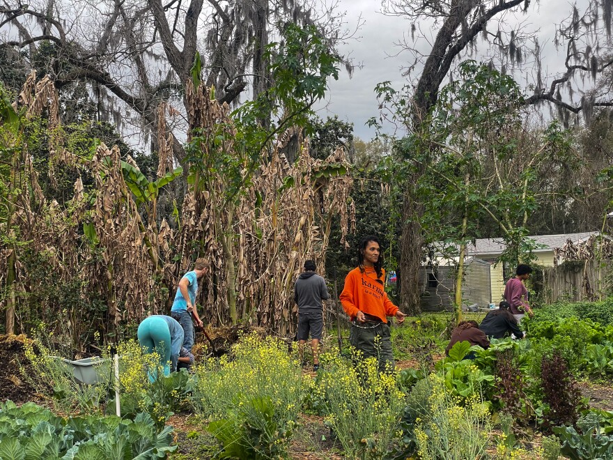 Community members and UF students pitch in at Porters Community Farm. Despite the rainy conditions, many stayed to help following Saturday’s discussion. (Hannah Getman/WUFT News)