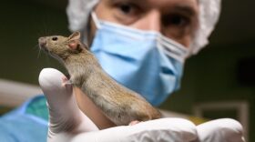 A zootechnician holds a laboratory rat at the University of Geneva.